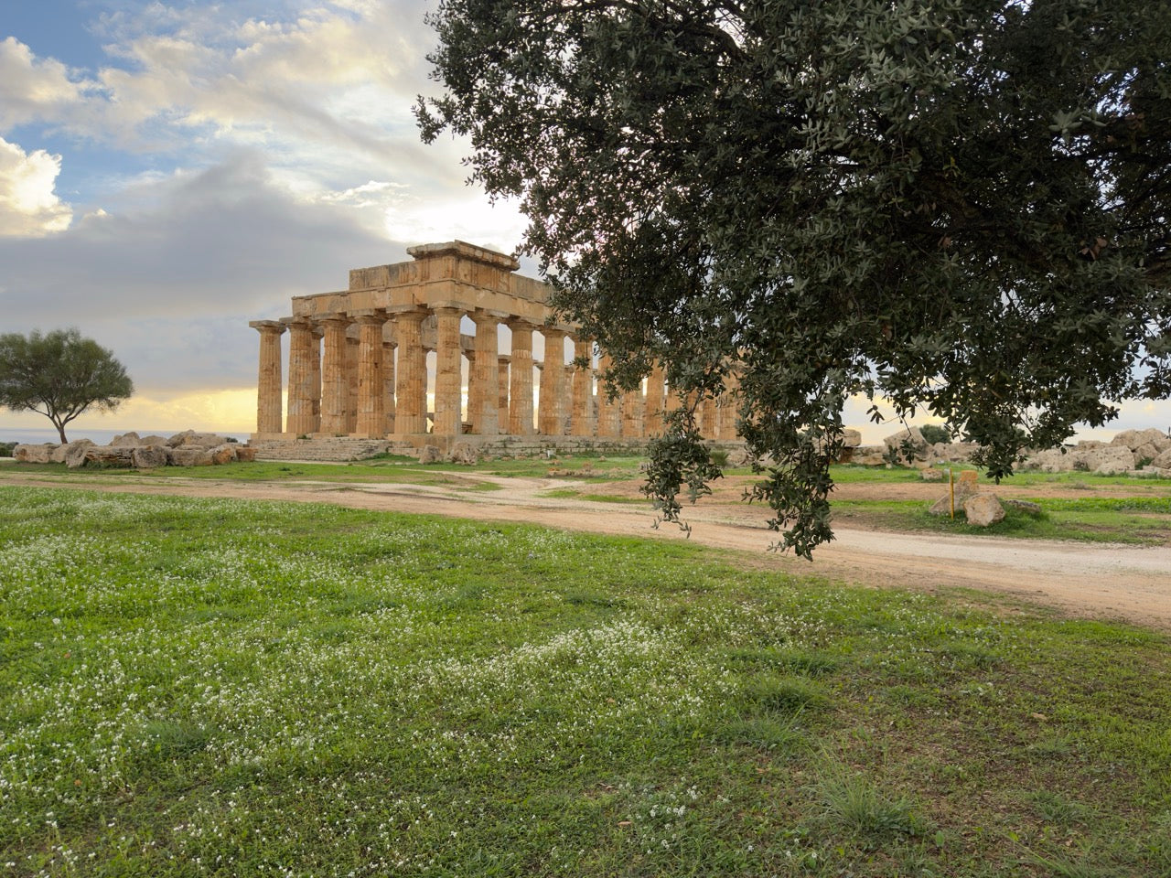Unsere jahrhundertealten Olivenbäume in Sizilien