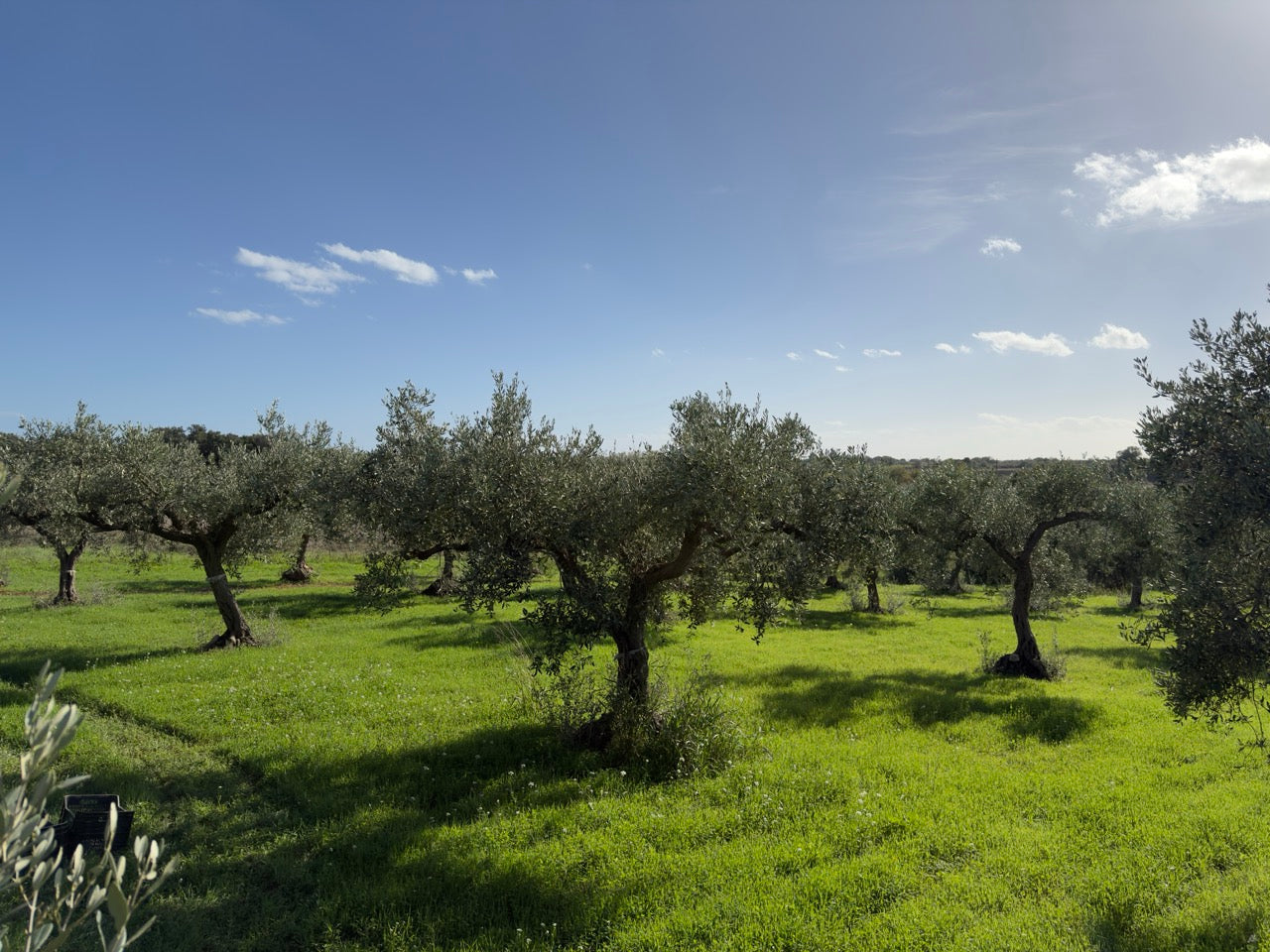 Alter Olivenbaum in Selinunte - 500 Jahre Geschichte