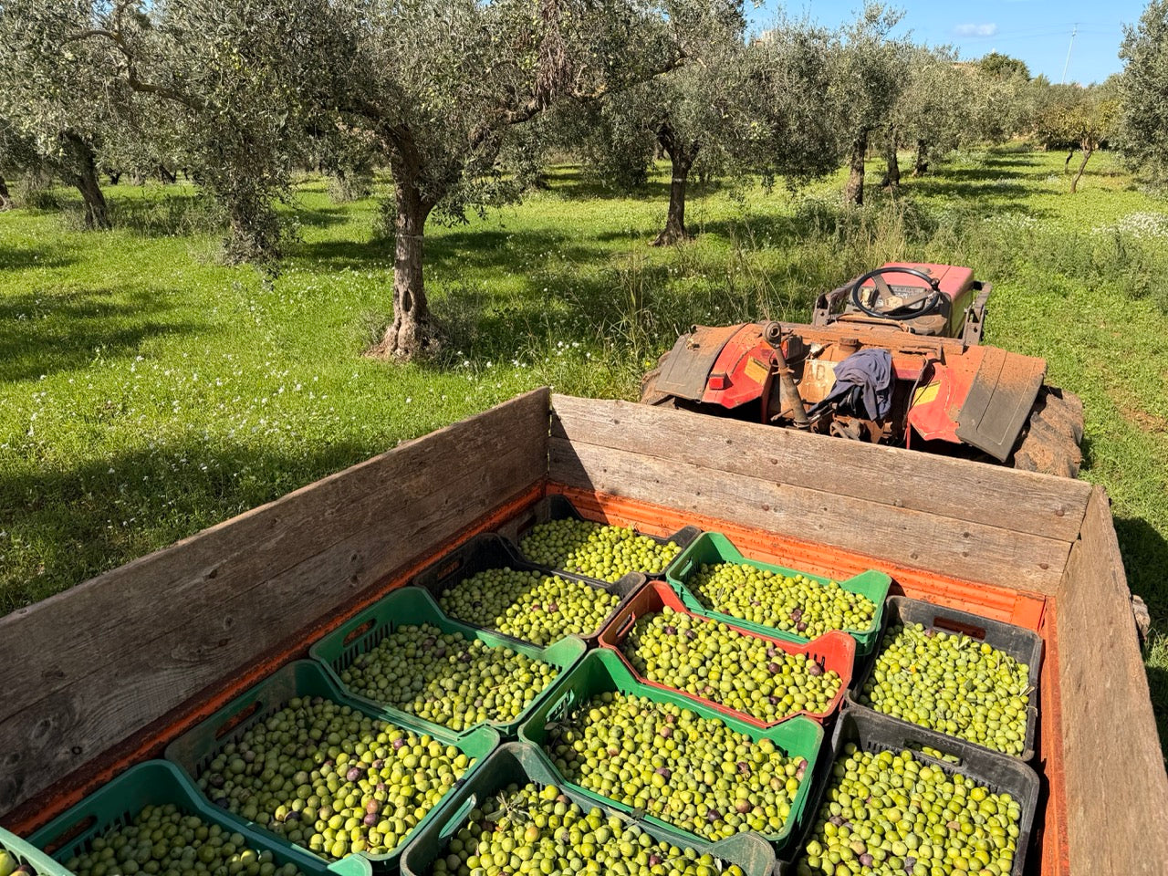 Reinigung - Waschung und Vorbereitung der Oliven