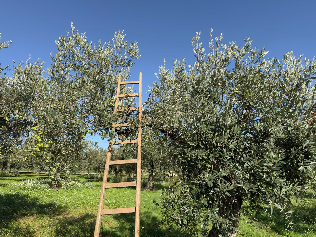Traditionelle Ernte unserer Nocellara del Belice Oliven