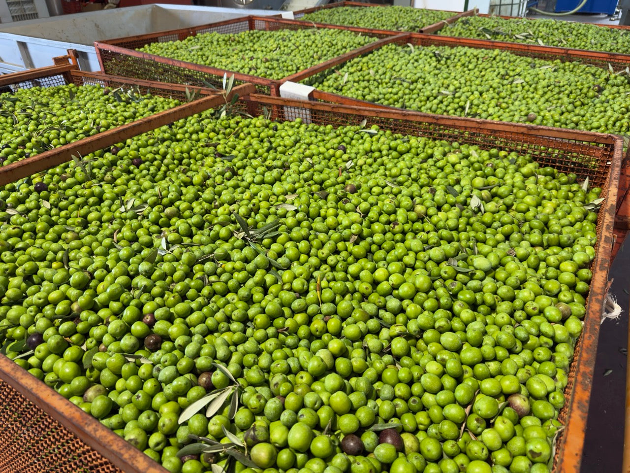 Frisch geerntete Oliven – innerhalb von 4 Stunden zur Mühle