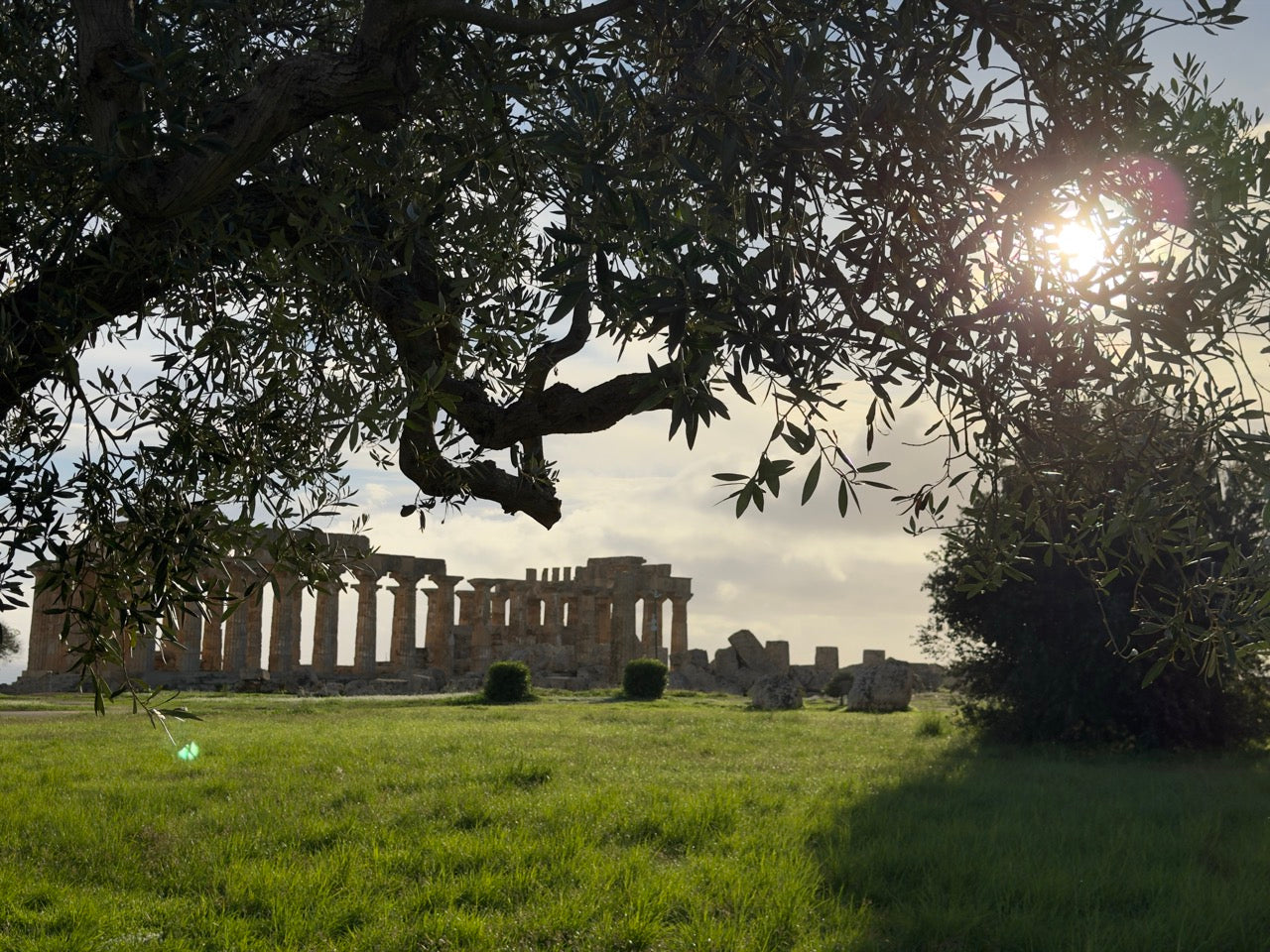 2.700 Jahre Olivenkultur in Selinunte