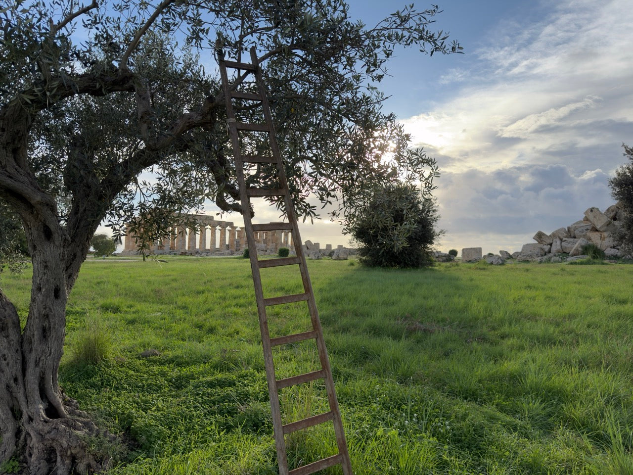 Olio Narciso - Premium Olivenöl aus Sizilien