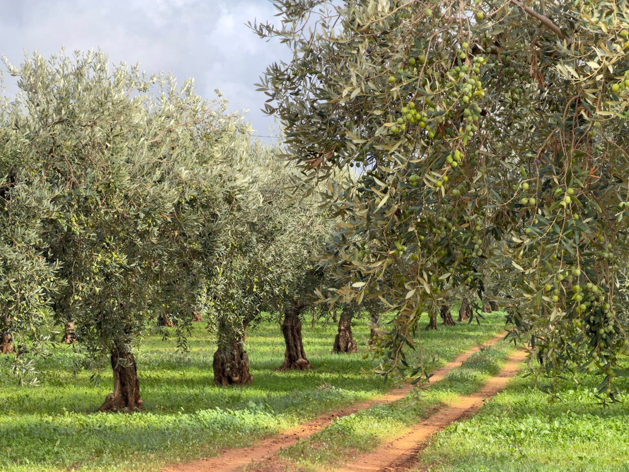 Olivenhaine in Castelvetrano, Sizilien - Jahrhundertealte Nocellara del Belice Olivenbäume