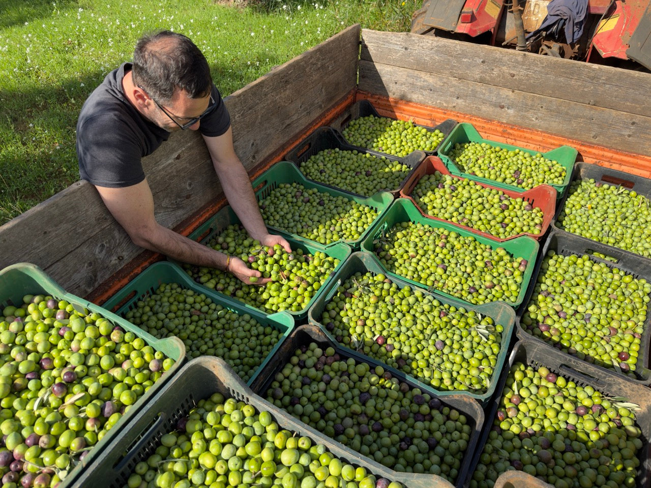 Frisch geerntete Nocellara del Belice Oliven in Kisten - Handverlesene Qualität