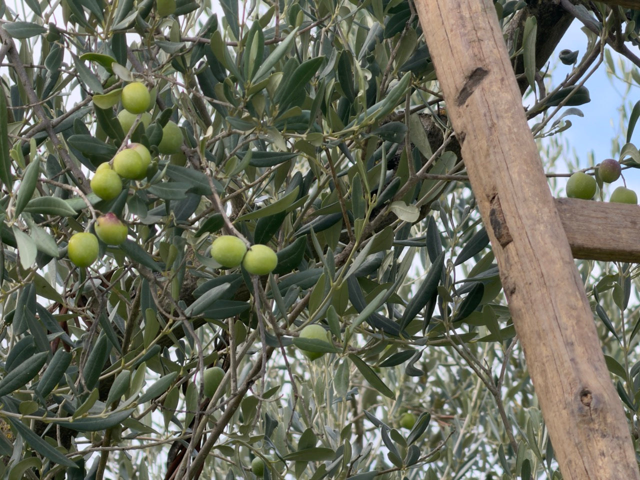 Frische Oliven am Zweig - Nocellara del Belice