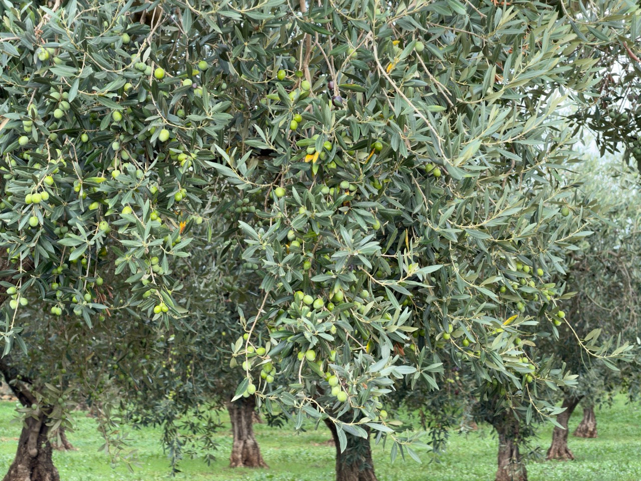 Frische Nocellara del Belice Oliven am Baum - Nahaufnahme der grünen Olivenfrüchte