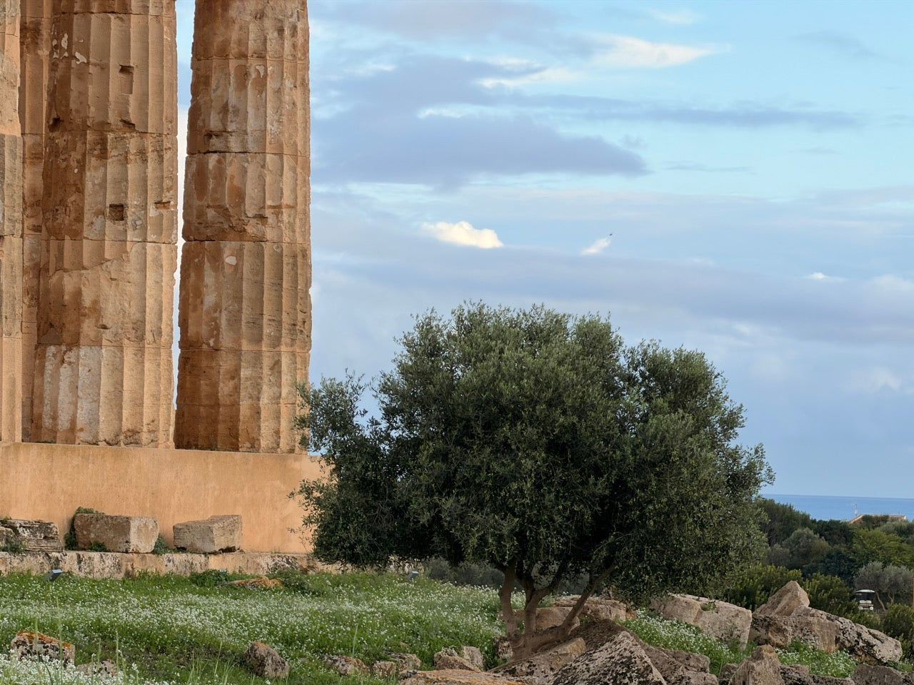 Selinunte - Luftaufnahme der antiken griechischen Tempelruinen und Olivenhaine