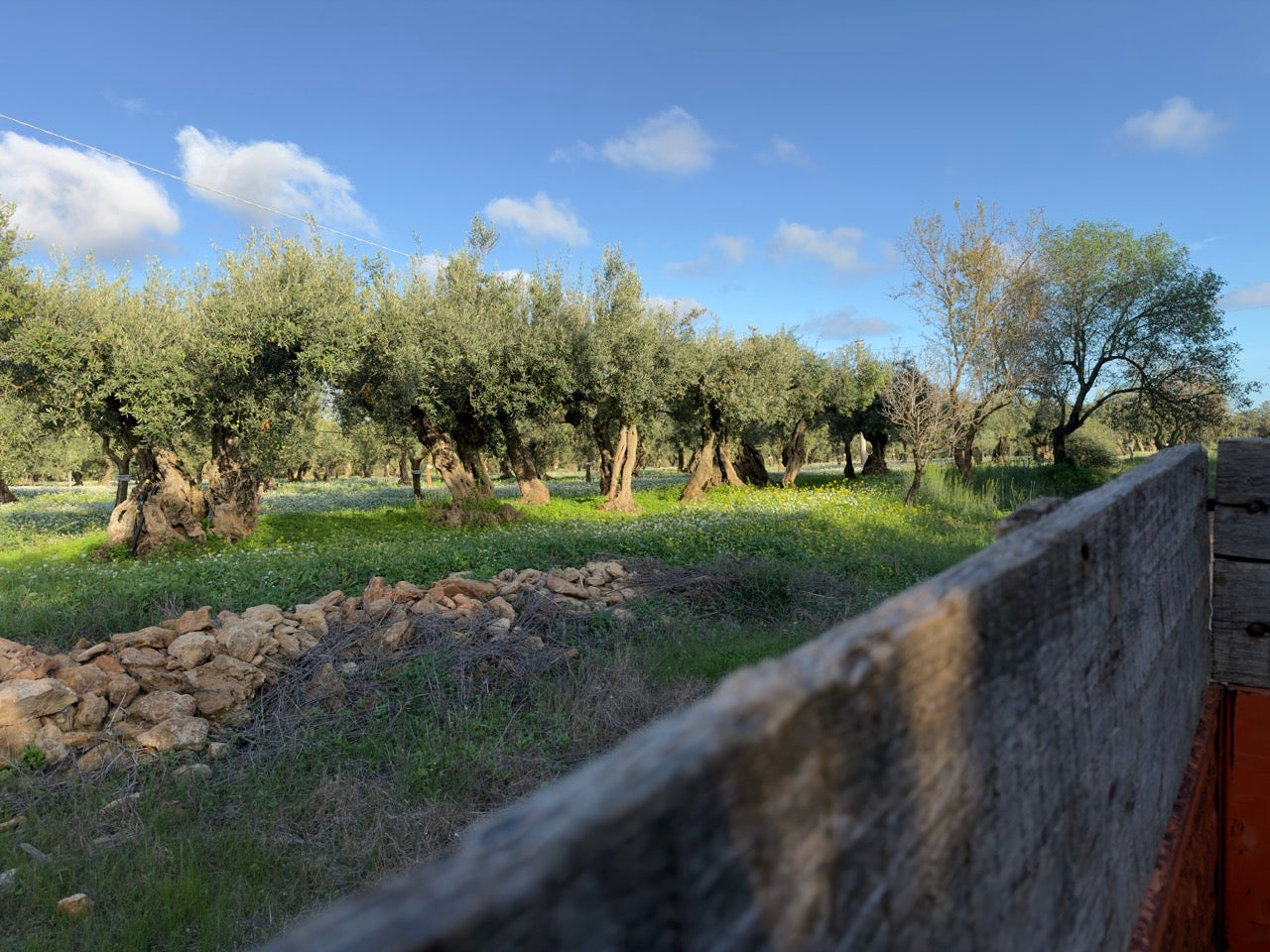 Belüftete Körbe - Transport der frisch geernteten Oliven